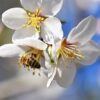 honey-bee-on-manuka-flower